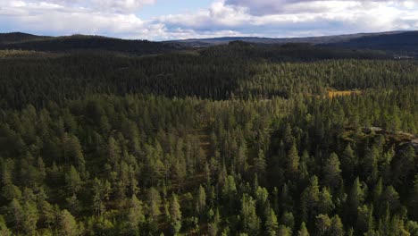 Volando-Sobre-El-Bosque-En-Verano