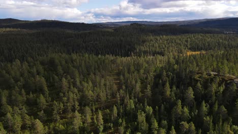 flying over forest in summertime