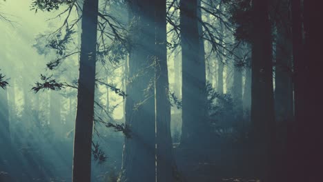 black-tree-trunk-in-a-dark-pine-tree-forest