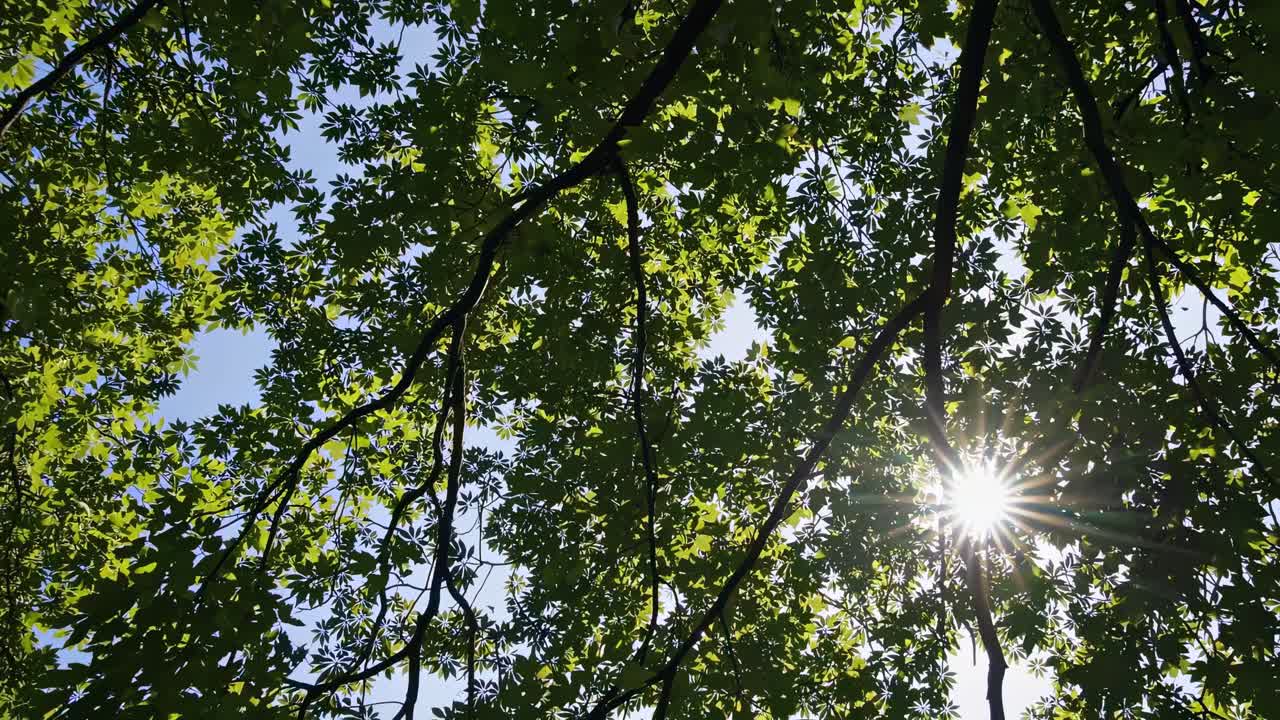 Upward angle captures sunlight filtering through lush green leaves, creating a serene, natural