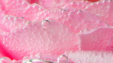 pink rose petals with bubbles