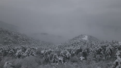 snowy, foggy winter aerial footage of forest in snow