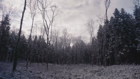 Paisaje-De-Bosque-De-Invierno-En-Blanco-Y-Negro-En-Un-Día-Nublado---Seguimiento-De-Tiro-Hacia-Atrás