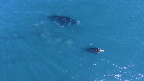 Ballena-Bebé-Sube-A-La-Superficie-Para-Respirar-Cerca-De-La-Madre-En-Aguas-Poco-Profundas---Toma-Aérea-En-Cámara-Lenta