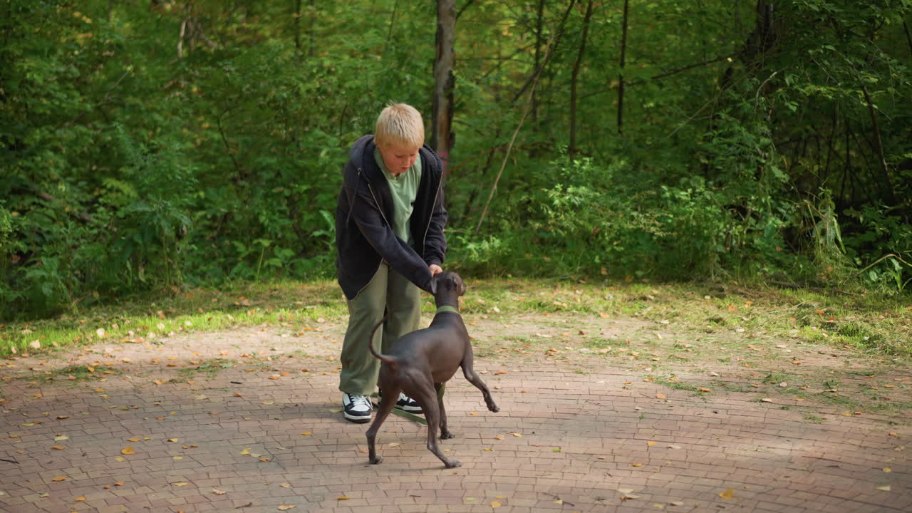 Eager Child Carefully Trains Obedient Dog To Follow Commands Outside Environment, Enthusiastic Young Boy Patiently Guides Wellbehaved Dog Through Outdoor Obedience Training Exercises