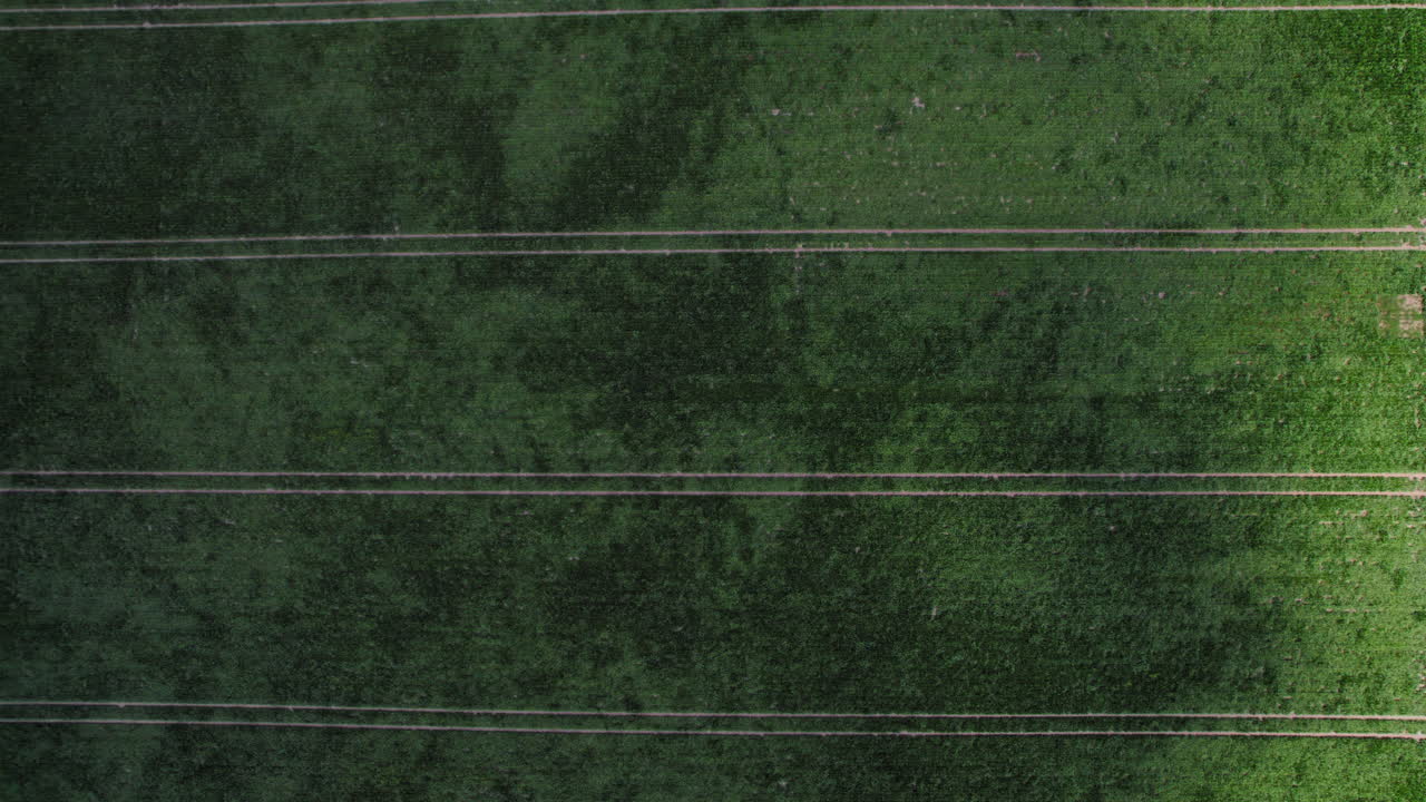 fotografía aérea de arriba hacia abajo del campo de maíz joven en el campo de europa central