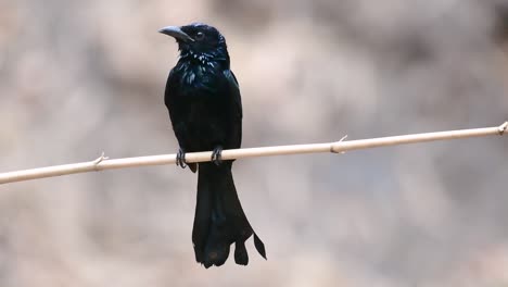 El-Drongo-Con-Cresta-De-Pelo-O-Es-Un-Ave-En-Asia-De-La-Familia-Dicruridae-Que-Era-Conespecífico-Con-Dicrurus-Bracteatus-O-Drongo-Con-Lentejuelas-En-El-Que-Puede-Ser-Difícil-Diferenciar-Entre-Sí