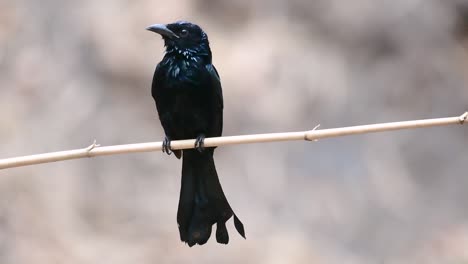 el drongo con cresta de pelo o es un ave en asia de la familia dicruridae que era conespecífico con dicrurus bracteatus o drongo con lentejuelas en el que puede ser difícil diferenciar entre sí