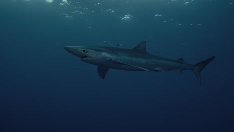 Single-and-Large-Shark-swimming-through-the-Ocean-with-Light-Rays-and-Reflections-in-the-background