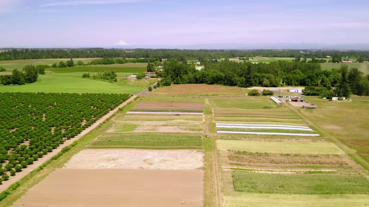 Rows Of Fruit-bearing Trees And Fields At The Farmland In Portland, Oregon