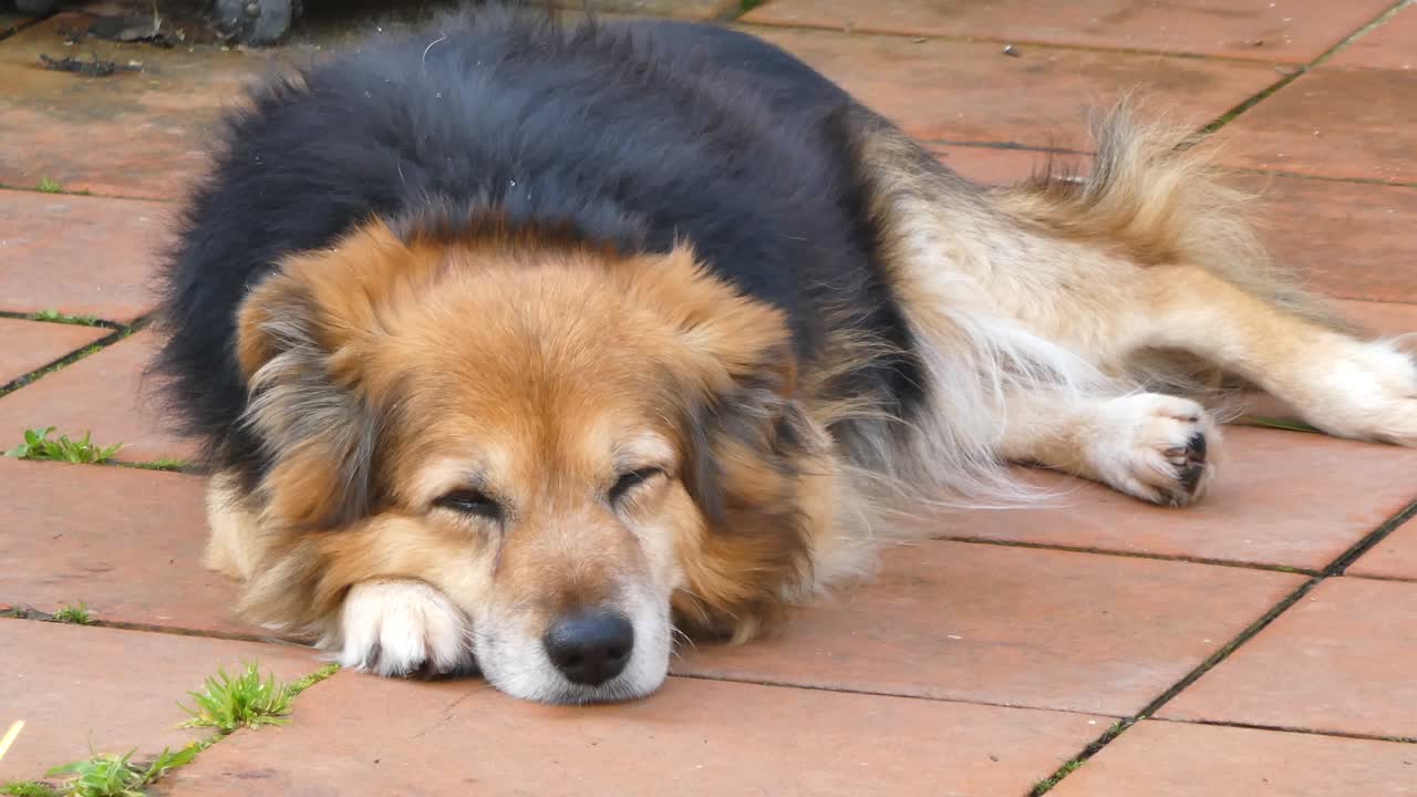 테라스에 누워있는 작은 개