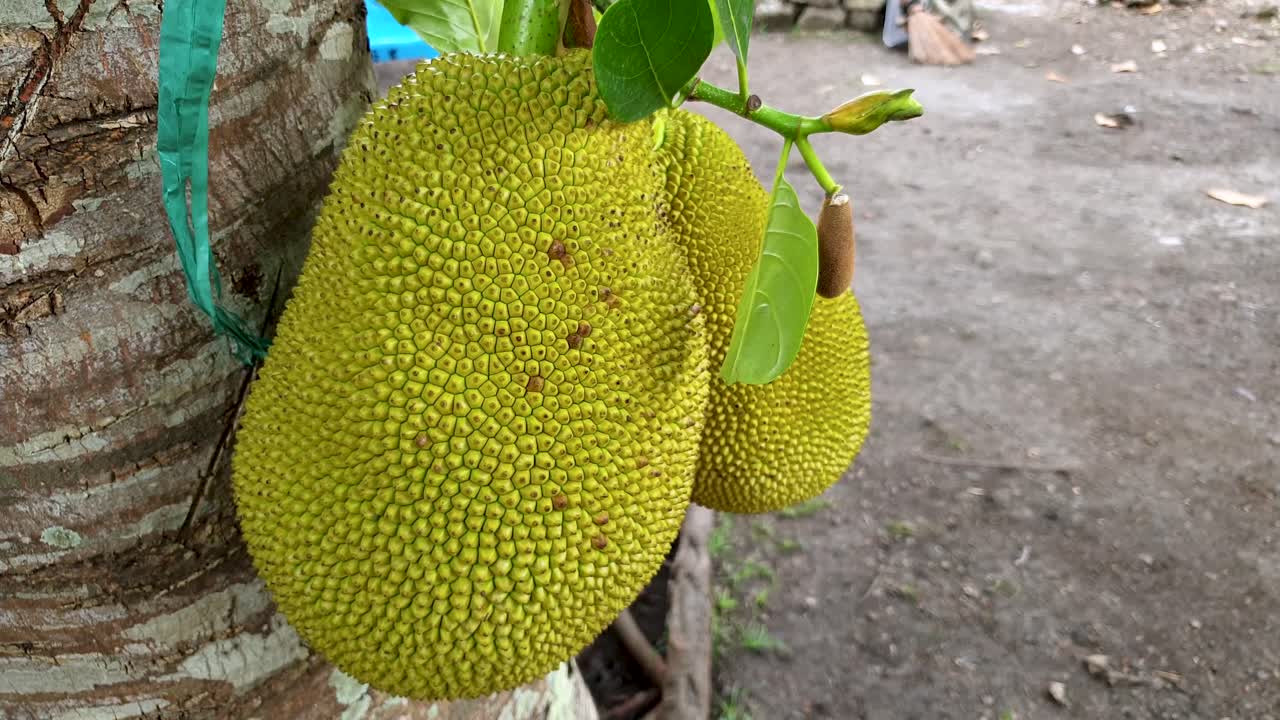 fruta durian grande, puntiaguda, verde y madura, lista para recoger y cosechar del árbol durio en el sudeste asiático