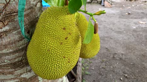 large durian fruit, spiky, green and ripe, ready to pick and harvest from the durio tree in southeast asia