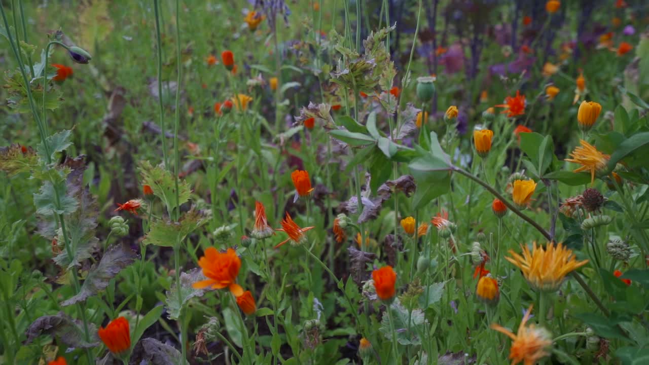 Morgenfrueblomster i urtehave