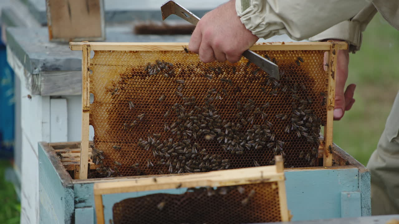 Hands of apiarist holding a frame with honey comb and a metal tool. Wax frame covered with bee colony. Man puts a frame back into bee hive.