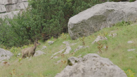 Close-up-of-Chamois-standing-on-a-meadow-high-up-in-the-mountains