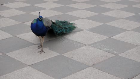 Pavo-Real-Caminando-Sobre-El-Suelo-De-Baldosas-En-El-Jardín-Interior-Del-Parque-Del-Retiro,-Madrid,-España