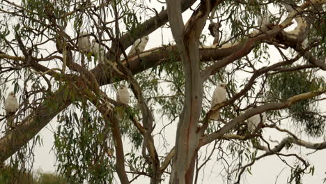 bandada de corella australiana nativa en proporciones de peste en un municipio victoriano
