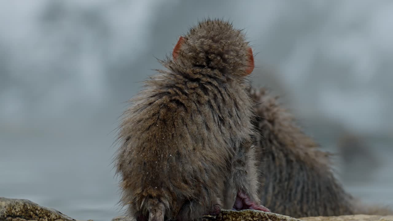 un juguetón bebé mono de nieve juega fuera del famoso jigokudani onsen en yamanouchi, japón.