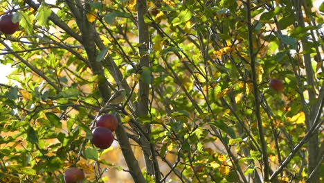 nature concept - small bird in beautiful natural fall environment, static low angle