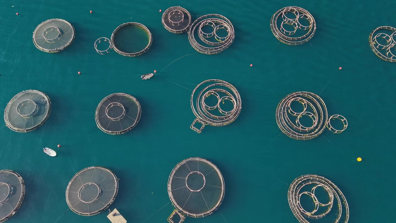 Aerial View of Oyster Farms in Kotor Bay Near Perast, Montenegro