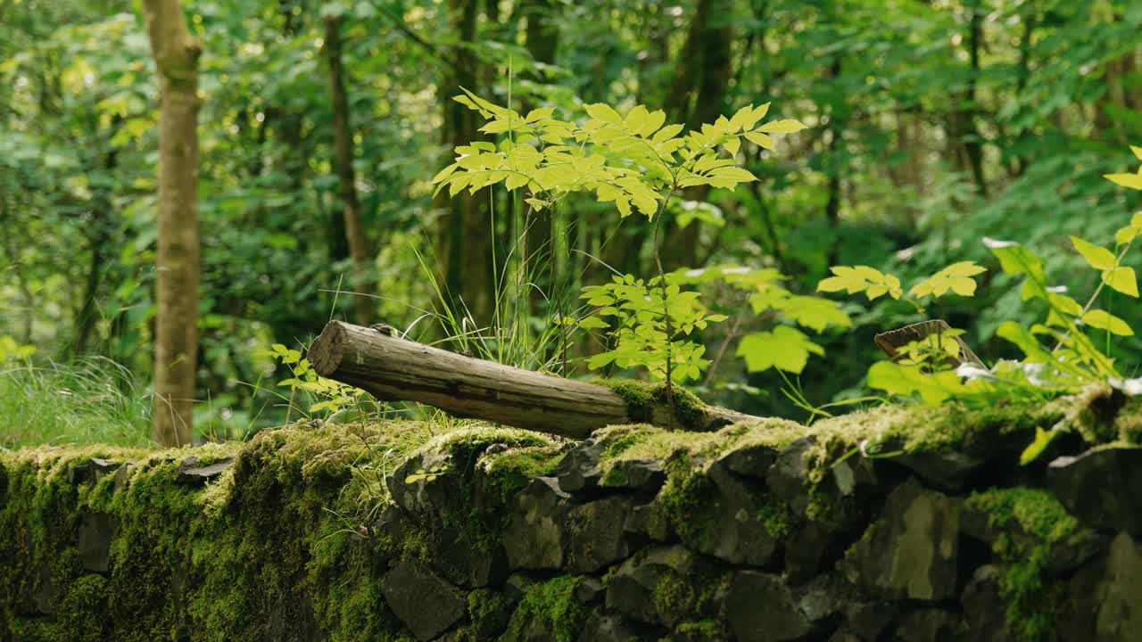 Close view of mossy stone wall with young plants growing on top in lush green Scottish forest, surrounded by trees, natural textures, and calm peaceful woodland environment in summer light