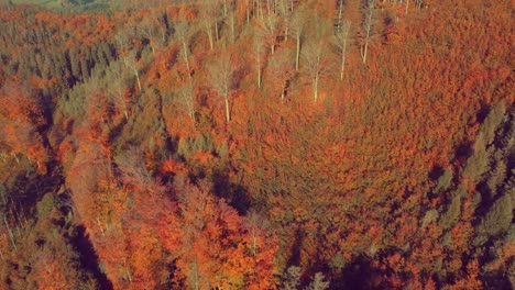 stunning 4k drone video of the tree tops as the drone flies above the forest