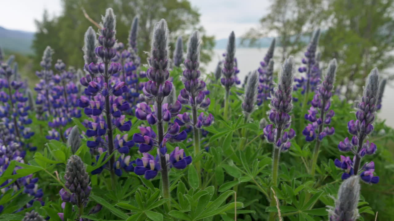 flores de lupino que revelan las tranquilas aguas de un lago de montaña