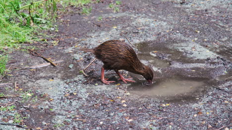 Weka,-Māori-hen,-woodhen-bird-rooting-around-for-food-in-a-mud-puddle