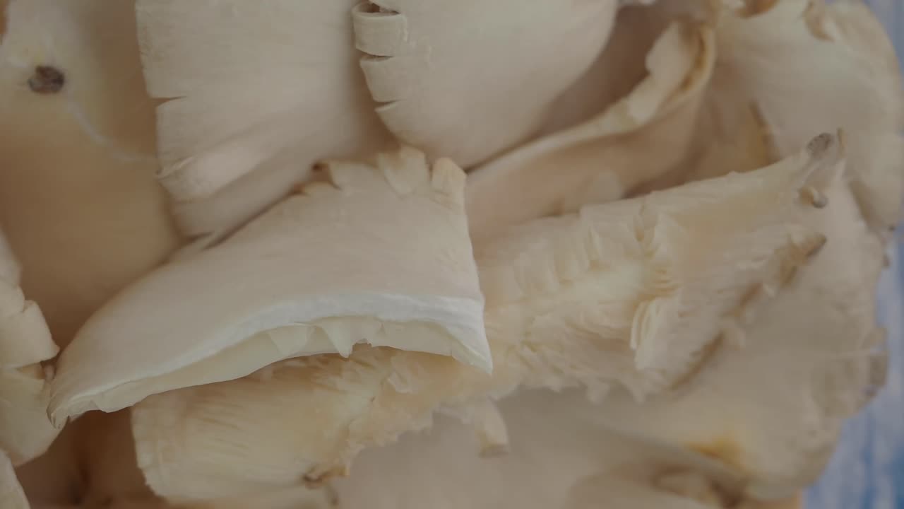 primer plano de setas de ostras