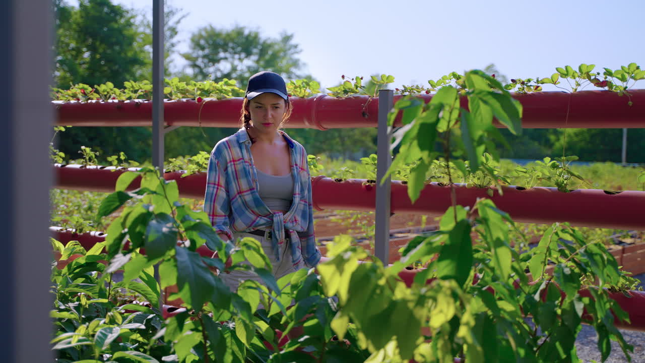 mujer agricultora inspeccionando las plantas de fresas hidropónicas