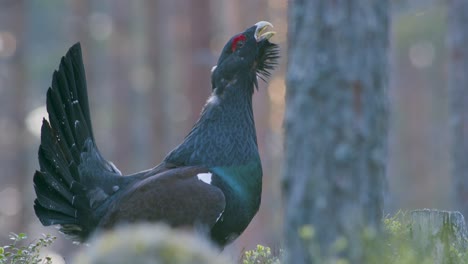 Male-western-capercaillie-roost-on-lek-site-in-lekking-season-close-up-in-pine-forest-morning-light