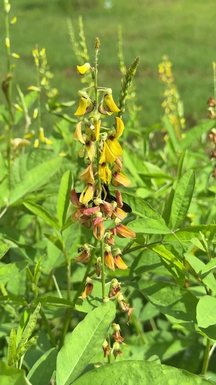 Busy Carpenter Bee Collecting Nectar from Yellow Flowers