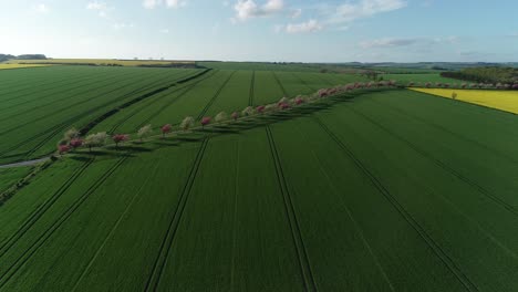 Drohnenaufnahmen-Der-Yorkshire-Wolds-Mit-Ausgedehnten-Feldern-Und-Einer-Von-Kirschbäumen-Gesäumten-Straße-In-Frühlingsblüte