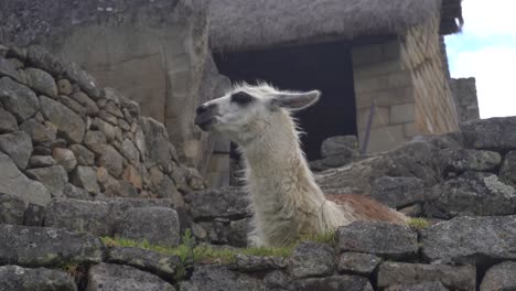 furry llama at the citadel in the historical machu picchu in peru. low angle