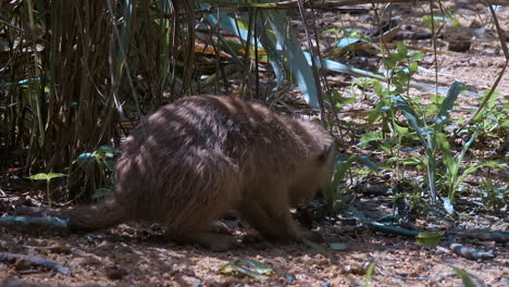 Single-meerkat-eating-food-on-ground