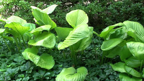 green plants grow in a bed of pachysandra in a garden