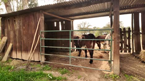 Empuje-Una-Toma-De-Burros-Comiendo-En-Un-Corral-En-Cámara-Lenta