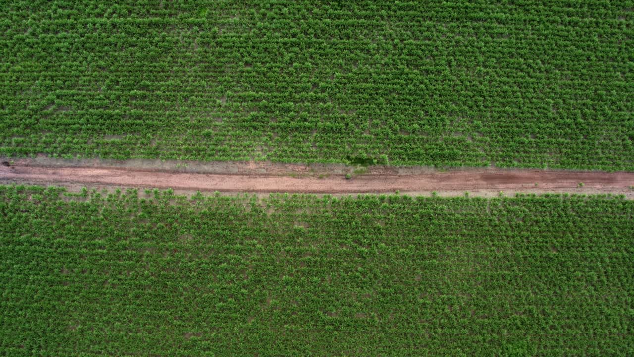 오른쪽 트럭 에어리얼 드론 새 눈 위 넓은  ⁇  티바우 두 술, 리오 그란데 두 노르테, 브라질에서 성장하는 열대 녹색 사탕수수 큰  ⁇ 으로 둘러싸인 작은 빨간 모래  ⁇ 길을 통과