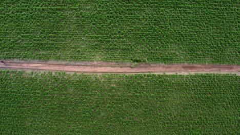 Camión-Derecho-Aéreo-Drone-Ojo-De-Pájaro-Ojo-Superior-Tiro-Ancho-Pasando-Sobre-Un-Pequeño-Camino-De-Tierra-De-Arena-Roja-Rodeado-De-Grandes-Campos-De-Caña-De-Azúcar-Verde-Tropical-Que-Crece-En-Tibau-Do-Sul,-Rio-Grande-Do-Norte,-Brasil