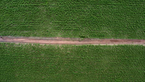 derecho camión aéreo avión no tripulado pájaros ojo superior tiro ancho que pasa por encima de un pequeño camino de tierra de arena roja rodeado de grandes campos de caña de azúcar verde tropical que crece en tibau do sul, rio grande do norte, brasil