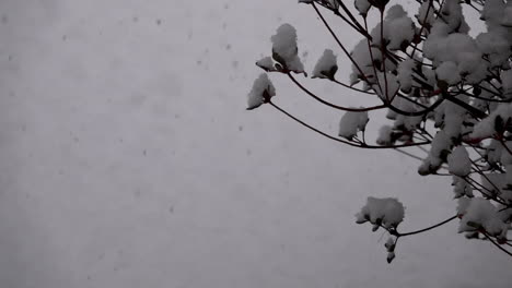 Fluffy-snow-falls-gently-in-slow-motion-and-accumulates-on-azalea-bush