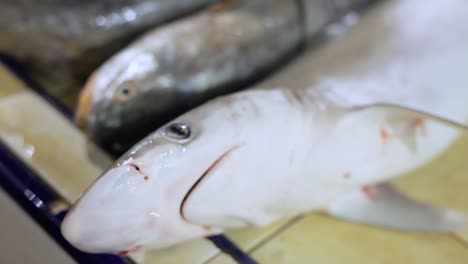 closeup portrait of a dead small shark sold in a southeast asia traditional fish market