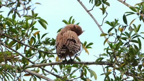 Buffy-Fish-Owl,-Ketupa-ketupu-a-flegling-seen-from-the-back-preening-its-right-wing-while-perched-on-a-branch-with-some-leaves,-Khao-Yai-National-Park,-Thailand