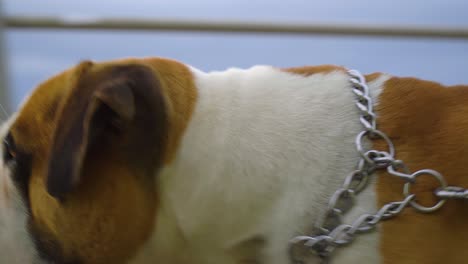 Happy-American-Stafford-brown-and-white-color-is-walking-next-to-his-owner-with-metal-leash-by-the-seaside-during-cloudy-sunset-close-up