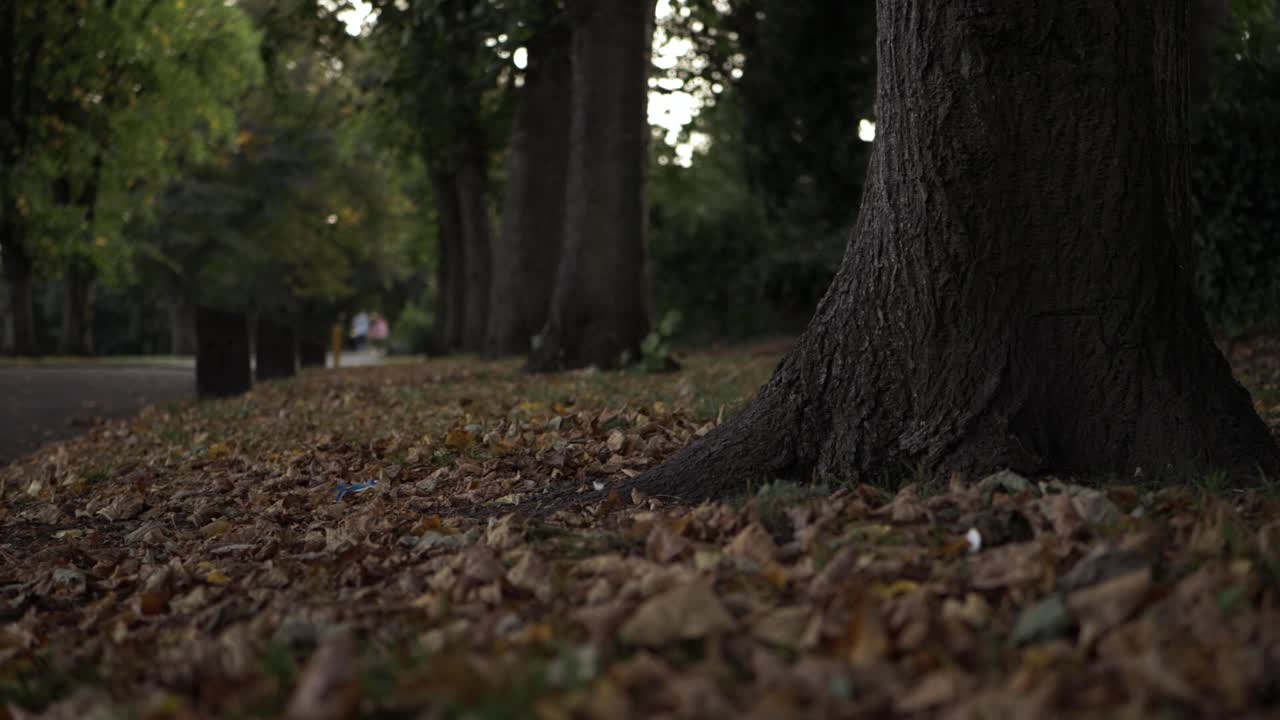 Lane of trees in autumn low tilting shot