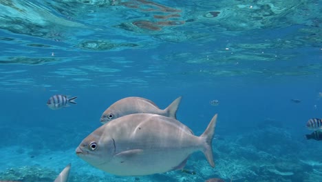 Muchas-Especies-Diferentes-De-Peces-De-Arrecifes-De-Coral-Nadando-Bajo-El-Agua-En-Aguas-Claras.