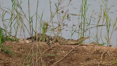 Tres-Individuos-Vistos-Acurrucados-Y-Uno-A-La-Izquierda-Se-Mueve-Para-Ir-Al-Agua,-Crías-De-Cocodrilo-Siamés-Crocodylus-Siamensis,-En-Peligro-Crítico-De-Extinción,-Tailandia