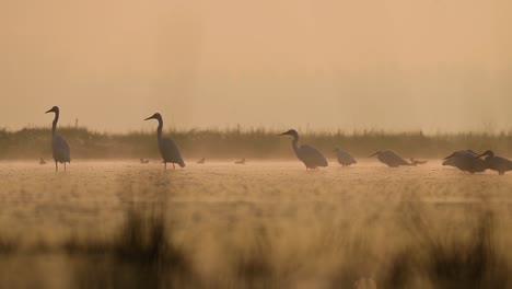 Herde-Silberreiher,-Die-Im-Sonnenaufgang-Fischen