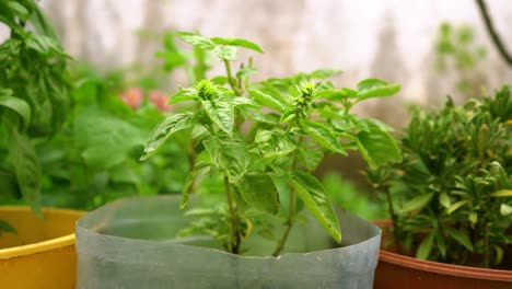 Planta-De-Albahaca-Floreciente-Que-Crece-En-Una-Olla-Casera